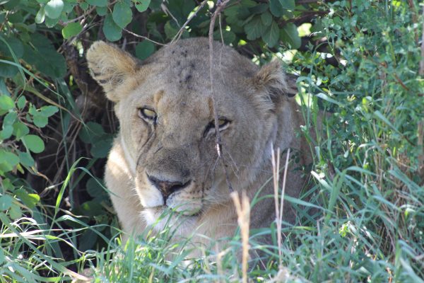 Tan - lion - tanzania