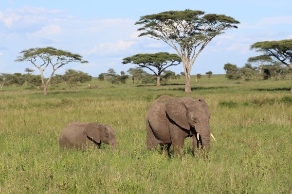 Tan - two elephants - tanzania