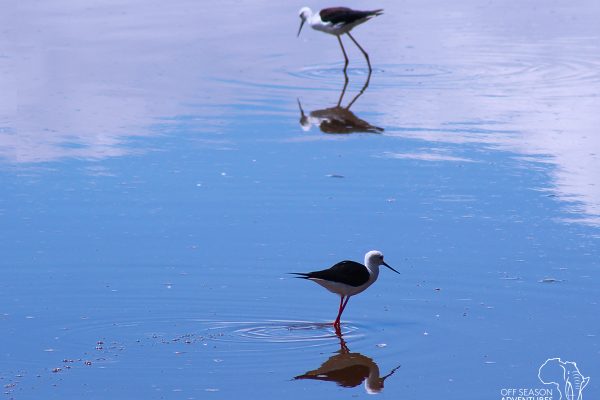 Tan - WildlifeWed_birds2