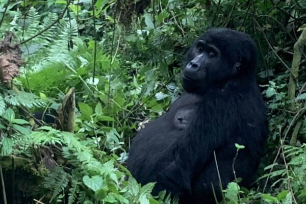 Lin - gorilla uganda