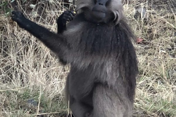 Tan - baboon ethiopia