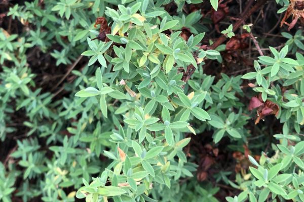 Tan - plants - ethiopia