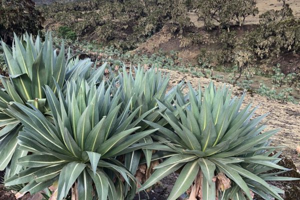 Tan - ethiopia plants