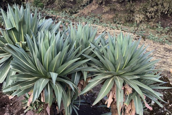 Tan - ethiopia plants