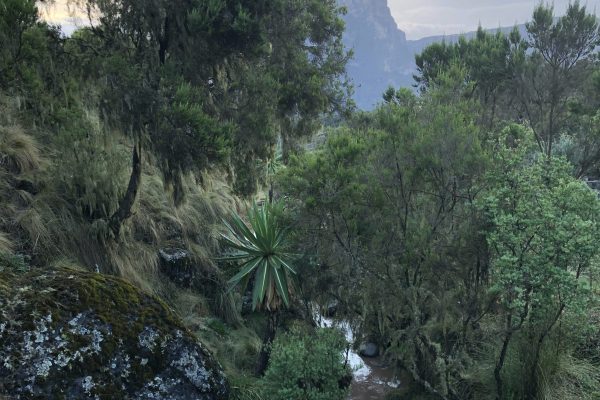 Tan - ethiopia forest