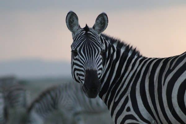 Em - Zebra tanzania