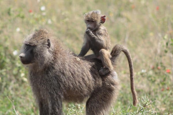 Em - baboon mom - tanzania