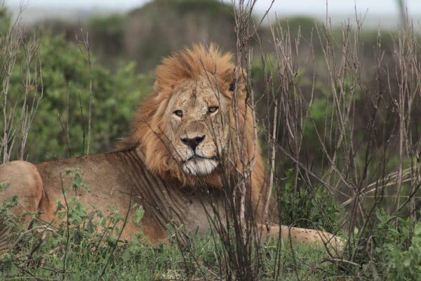 Em - lion serengeti - tanzania
