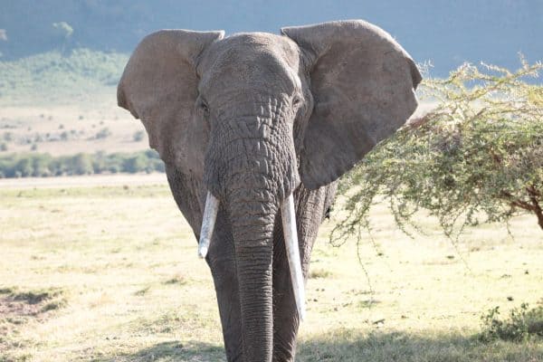 Em - elephant crater - tanzania