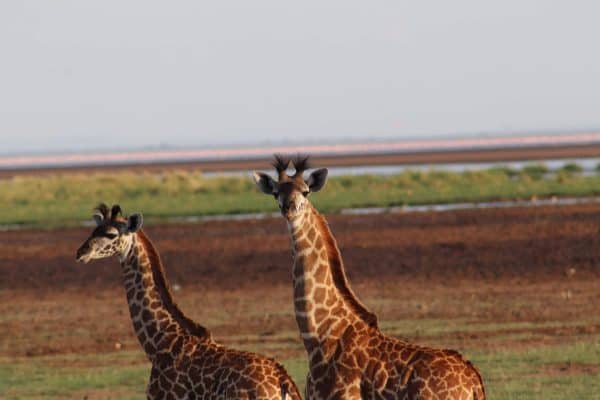 Em - giraffes manyara - tanzania