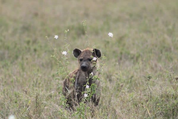 Em - hyena serengeti - tanzania