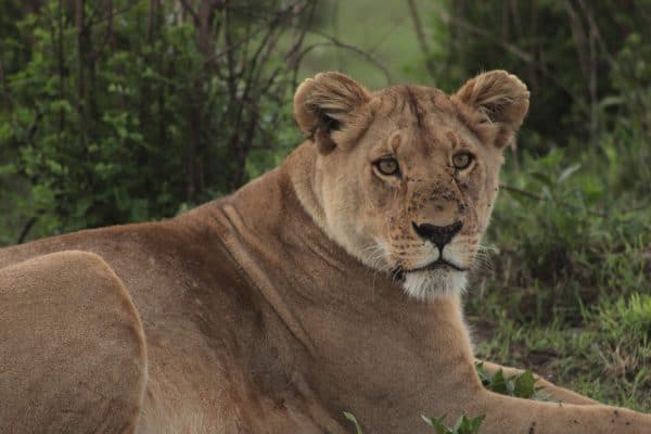Em - lion - serengeti