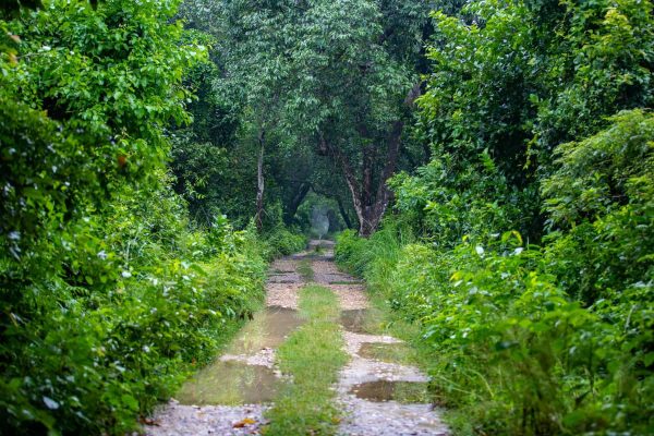 Sab - Bardiya National Park