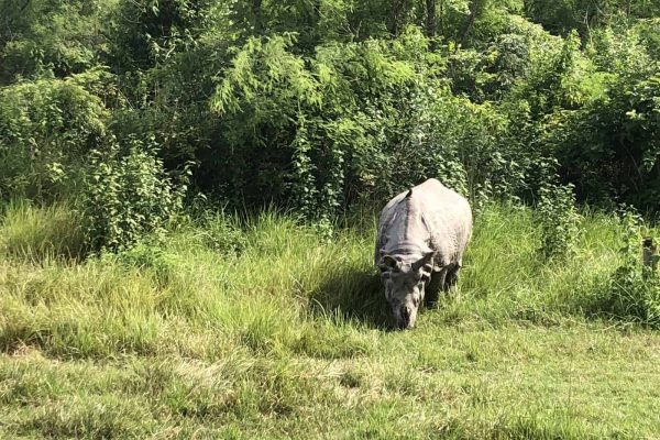 Tan - rhino nepal