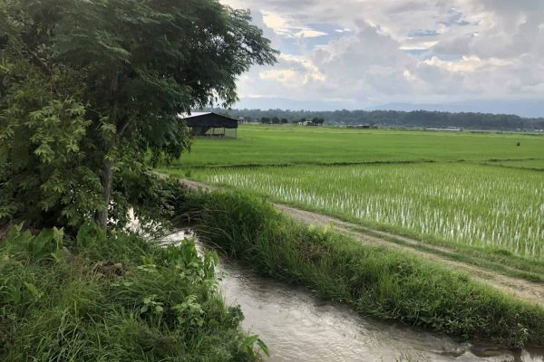 Tan - rice nepal