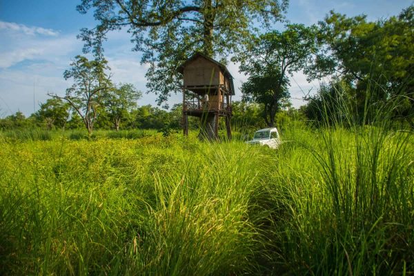 Sab - Tree house or Machan in Bardiya National Park