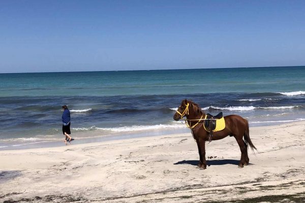 Tan - horse beach - tunisia