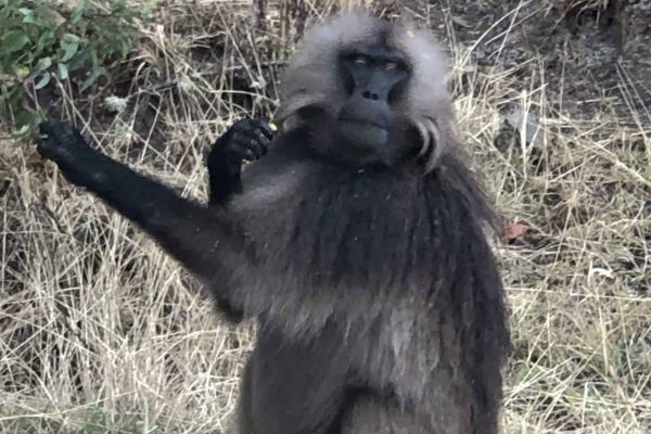 Tan - baboon - ethiopia