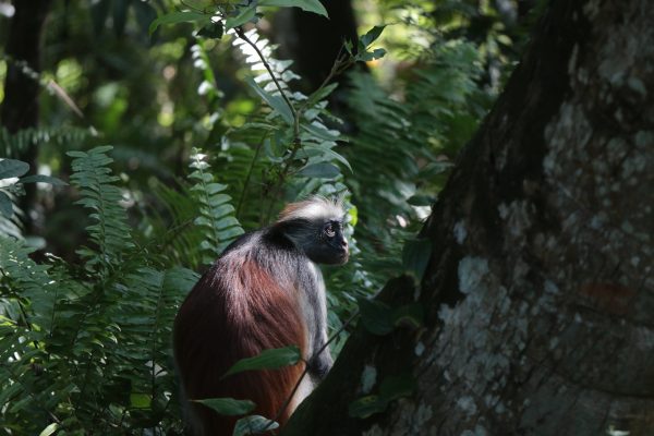 Pix - monkey-3540215_1920 - zanzibar