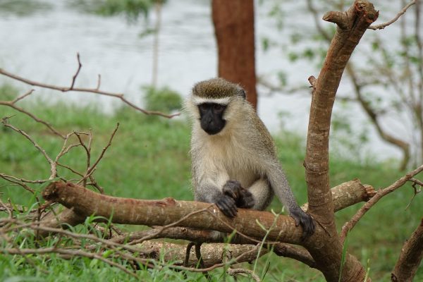 Pix - monkey-in-small-tree-2826251_1920