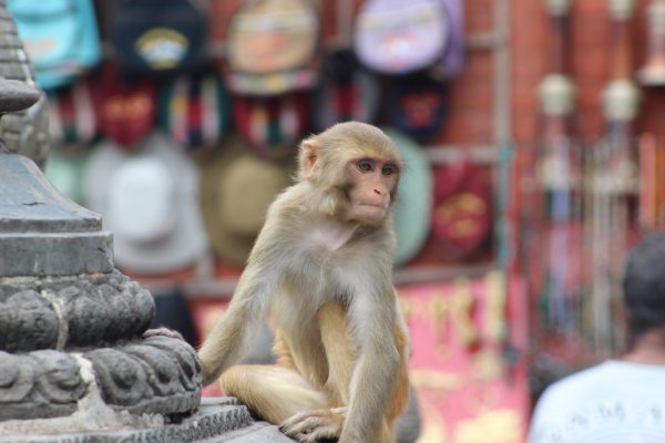 Tan - monkey - nepal