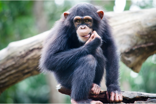 Can - baby chimp - uganda