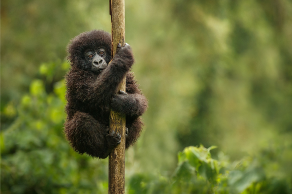 Can - baby gorilla - rwanda