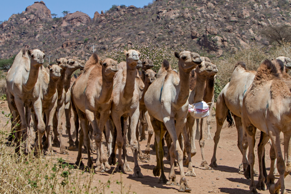 Can -camels- ethiopia