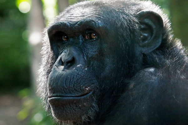 Can - chimp face- uganda