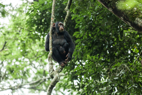 Can - chimp - uganda