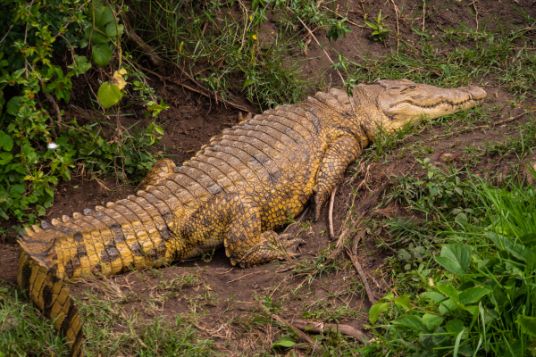 Can - croc- uganda