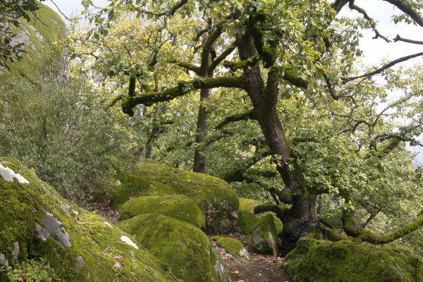 Can - el feija - tun