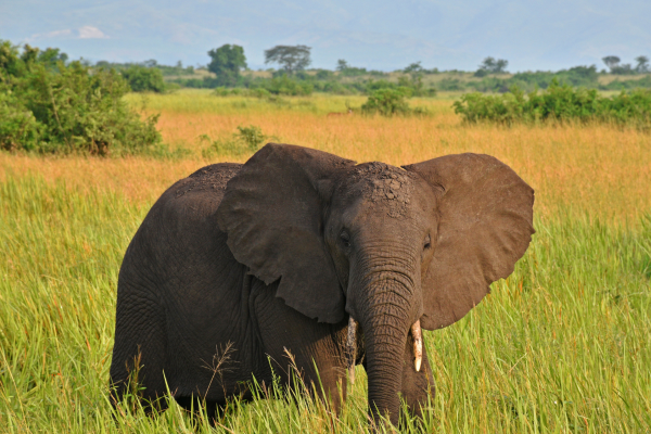 Can - elephant queen elizabeth - uganda