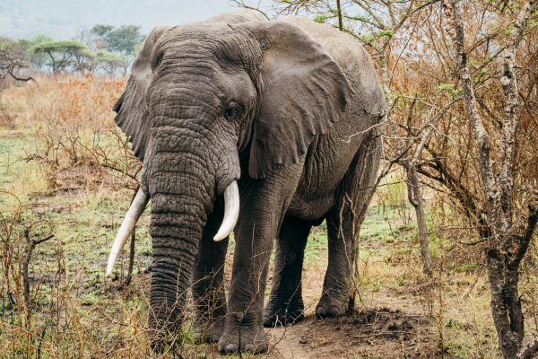Can - elephant- rwanda