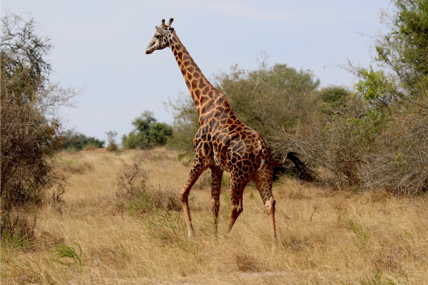 Can - giraffe - rwanda