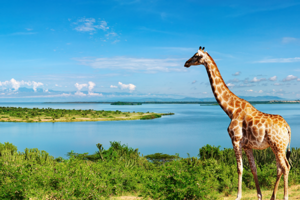 Can - giraffe uganda