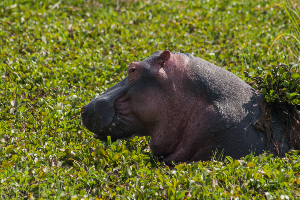 Can - hippo - rwanda