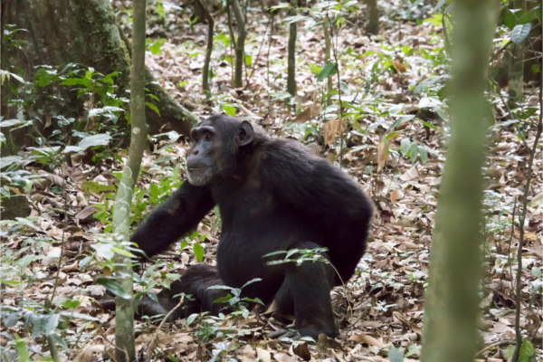 Can - kibale - uganda