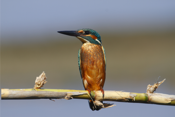 Can - king fisher - uganda