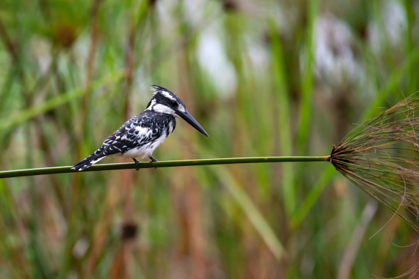 Can - king fisher - uganda copy