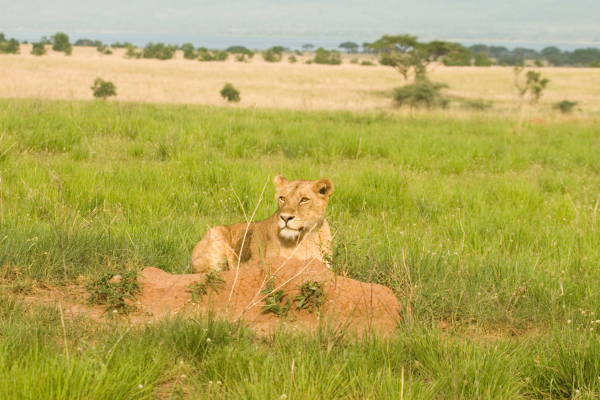 Can - lion uganda