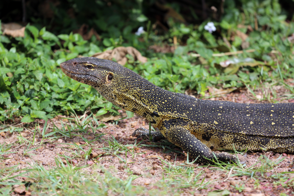 Can - monitor lizard - uganda