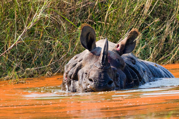 Can - rhino bardiya nepal