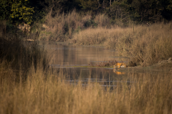 Can - tiger bardiya nepal