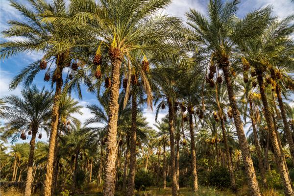 Can - tozeur- tunisia