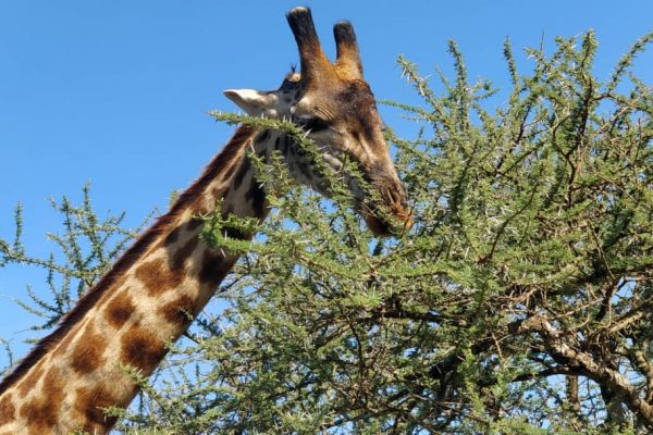 Hos-giraffe-tanzania