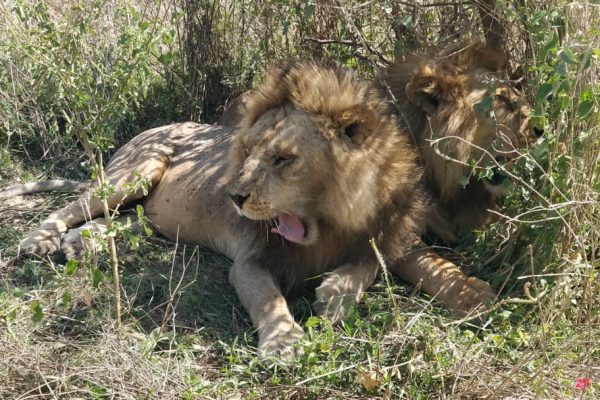 Hos-lions-tanzania