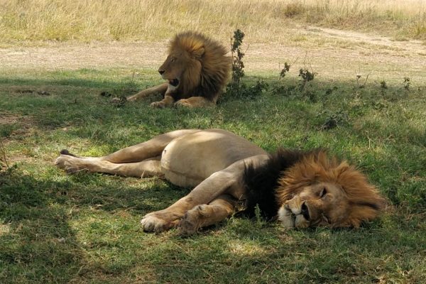Hos - lions - tanzania
