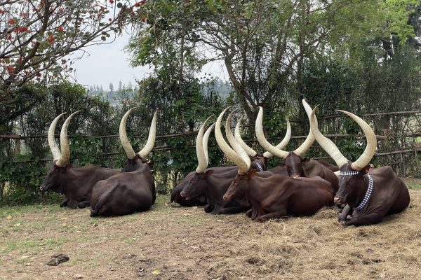 Lin - cows - rwanda