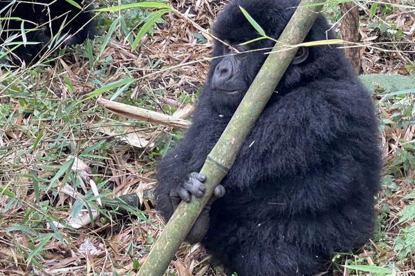 Lin - gorilla baby rwanda